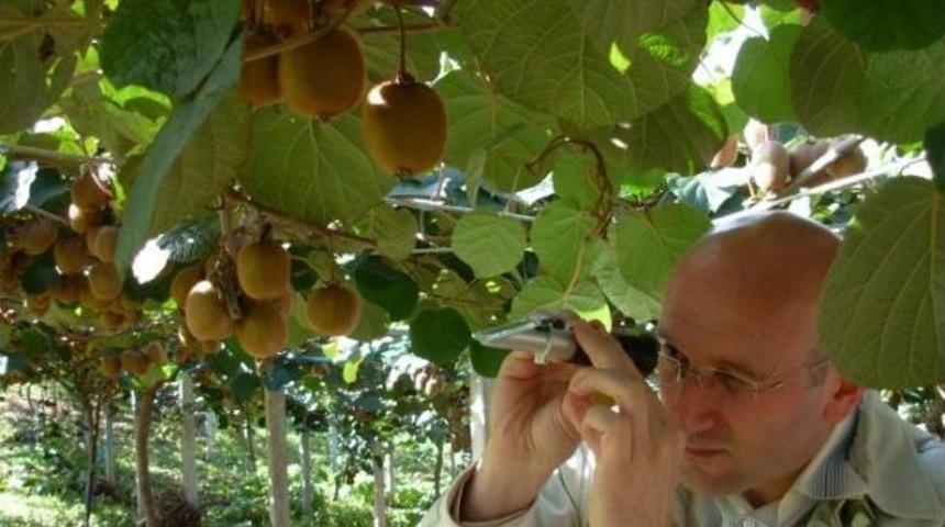 Kivide Erken Hasat Uyarısı