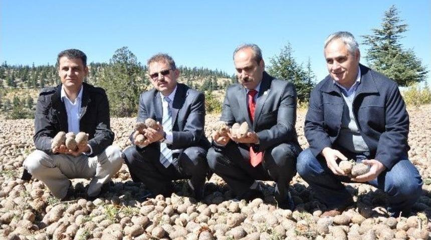 Sedir Kozalakları Köylülerin Geçim Kaynağı