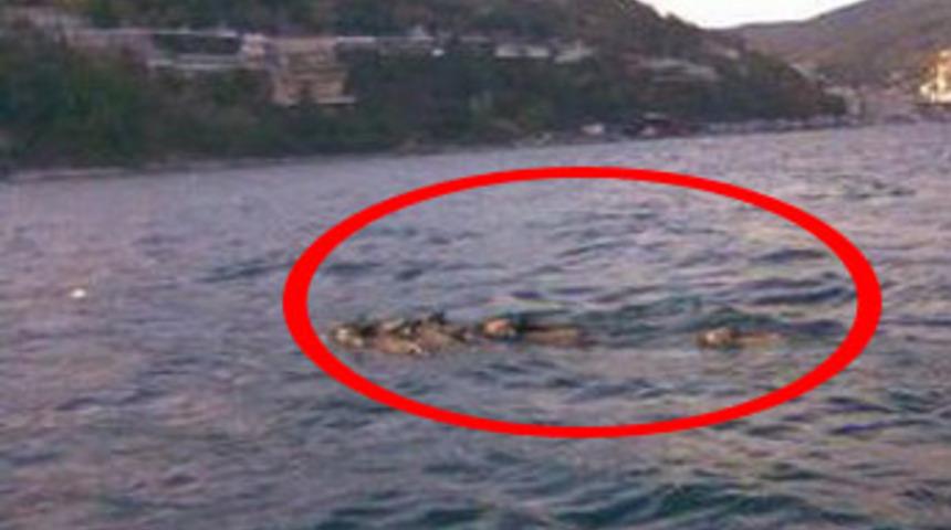 Domuz s&uuml;r&uuml;s&uuml; İstanbul Boğazı'nı y&uuml;zerek ge&ccedil;ti!