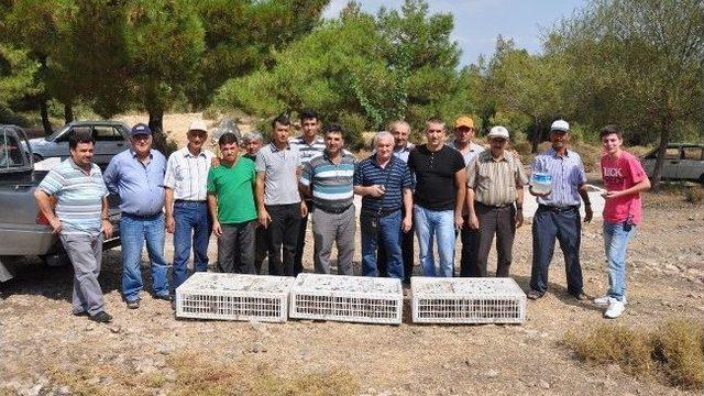 Kırkağaç'ta Yasak Ava Jandarmadan Suçüstü