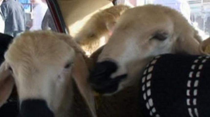 Kurbanlık 6 koyunu otomobille taşıdı