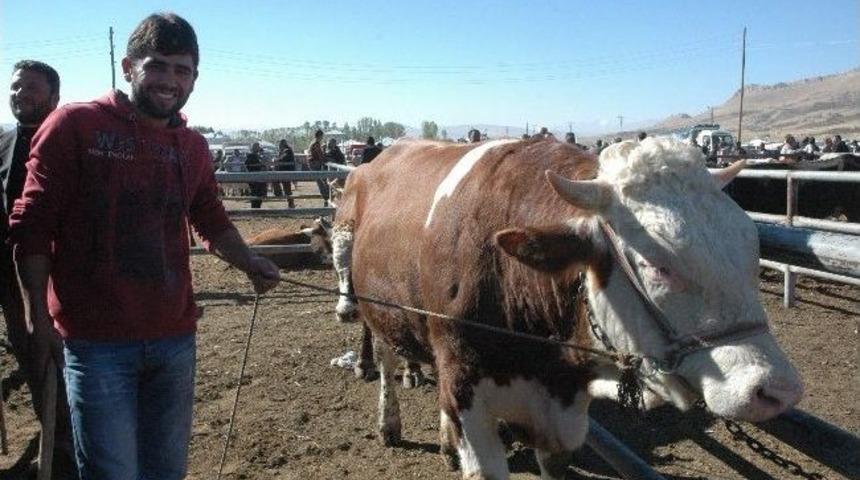 Van'da, Hayvan Pazarında Kurban Hareketliliği