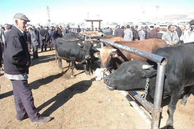 Van'da, Hayvan Pazarında Kurban Hareketliliği