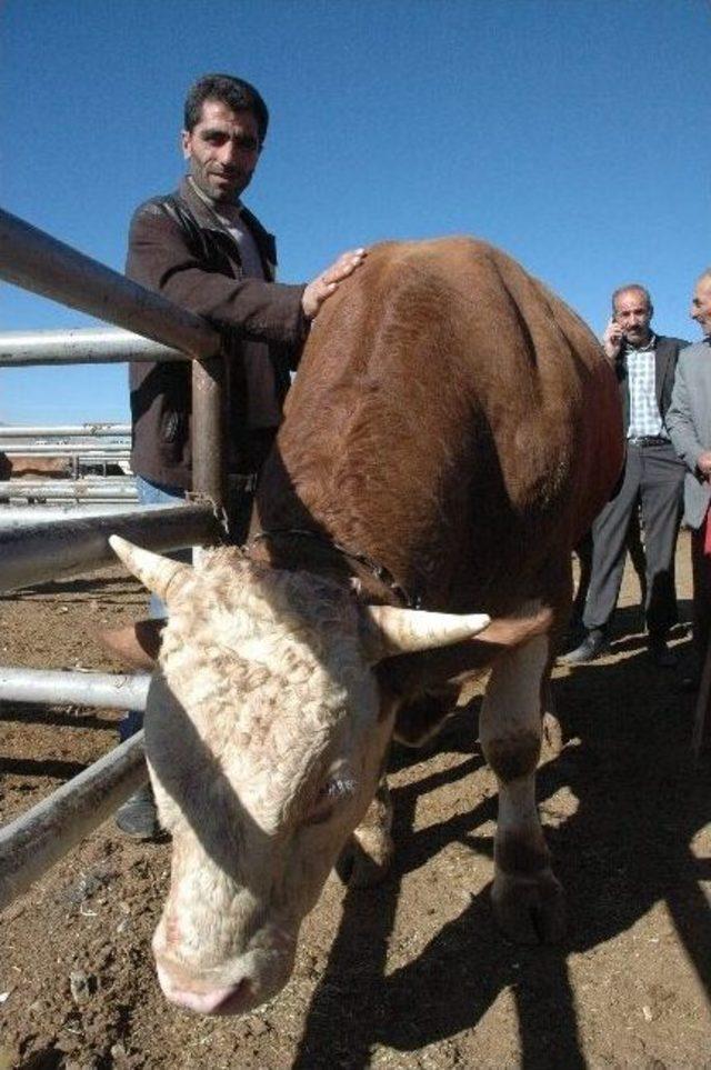 Van'da, Hayvan Pazarında Kurban Hareketliliği