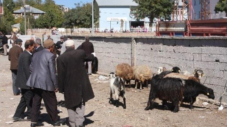 Ahlat&rsquo;taki Kurbanlıklar Alıcı Bulamıyor