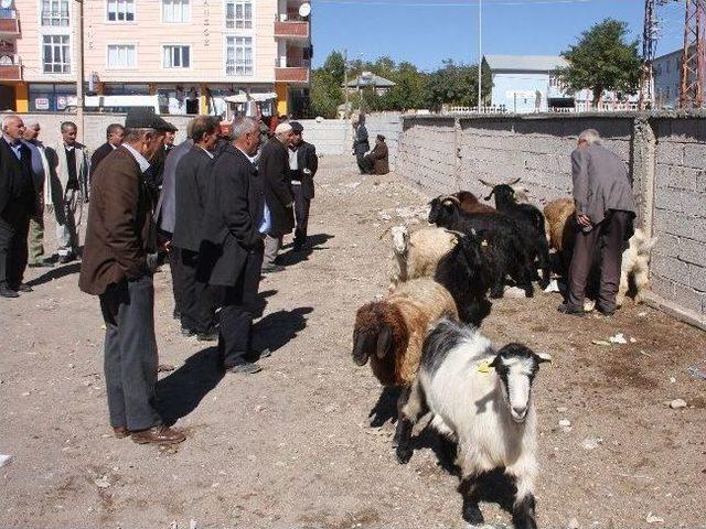 Ahlat’taki Kurbanlıklar Alıcı Bulamıyor