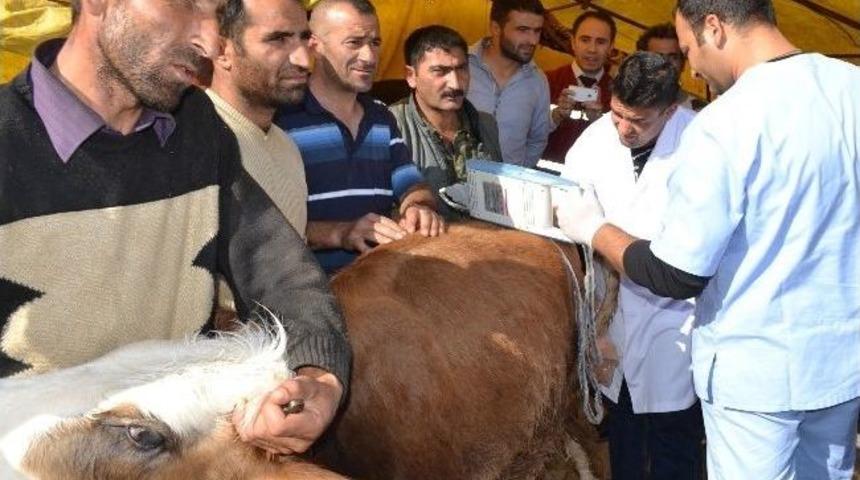 Ke&ccedil;i&ouml;rende Kurbanlıklara &Uuml;cretsiz Gebelik Testi