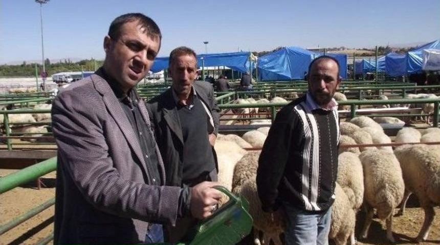 Kurbanlık Hayvanlara Dikkat