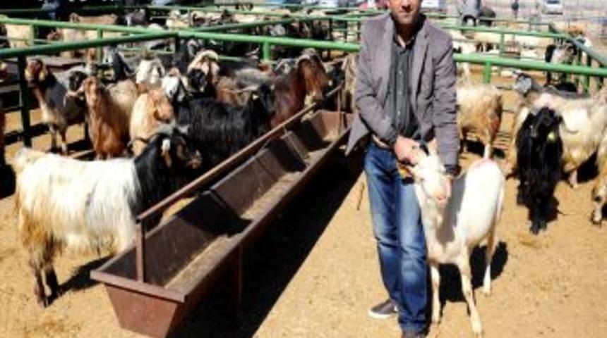 Kurbanlık Fiyatları Ge&ccedil;en Yıl Ile Aynı