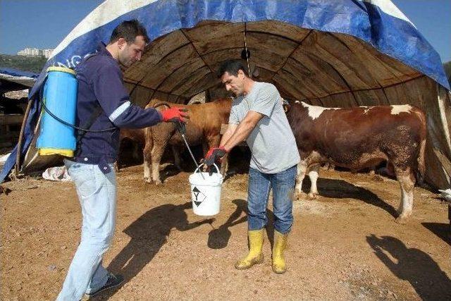 Kurban Satış Yerleri İlaçlanıyor