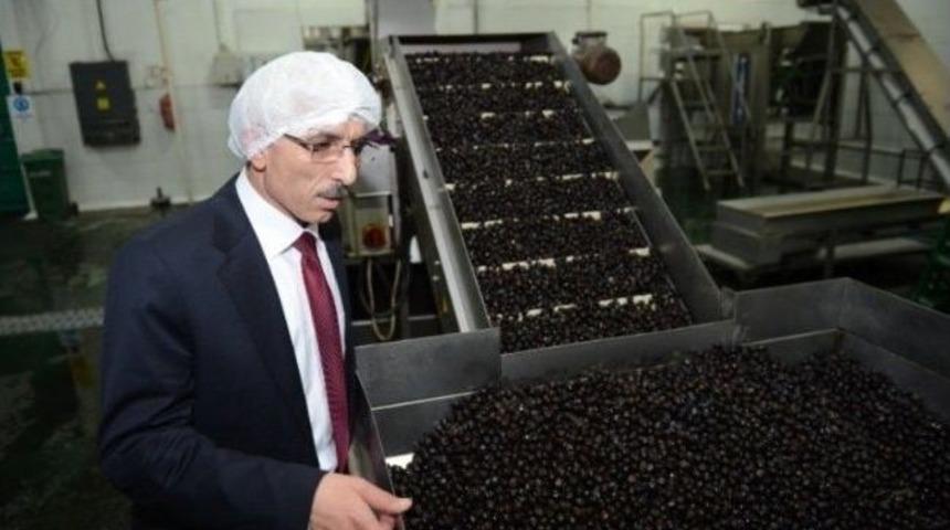 Marmarabirlik Zeytin Atıklarından Enerji &Uuml;retecek