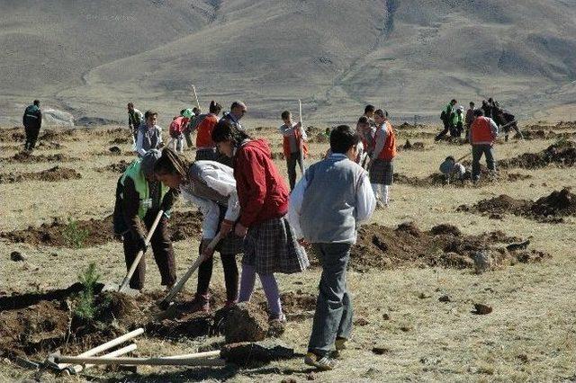 Aziziye Tabyalarında 120 Bin Fidan Dikildi 2