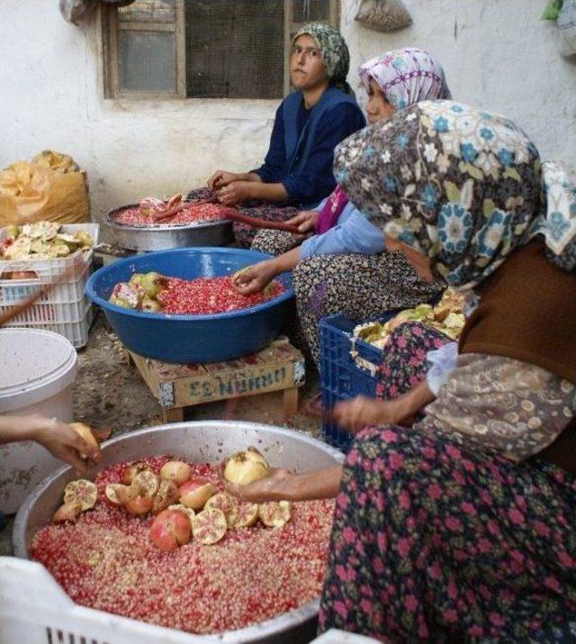 Mut&rsquo;ta Nar Ekşisi Sezonu Başladı 1