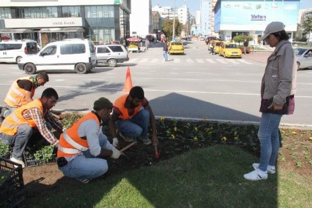 600 Bin Adet S&uuml;s Bitkisi Dikilecek