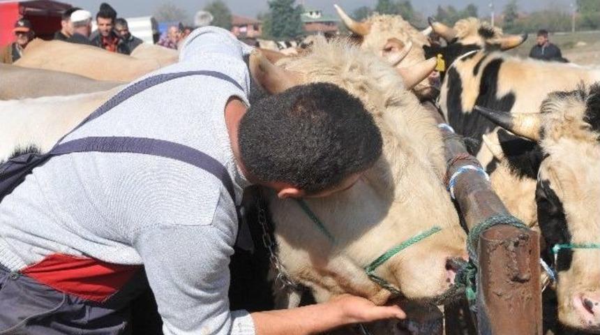 Akıllı Tosun Arda Alıcısını Bekliyor