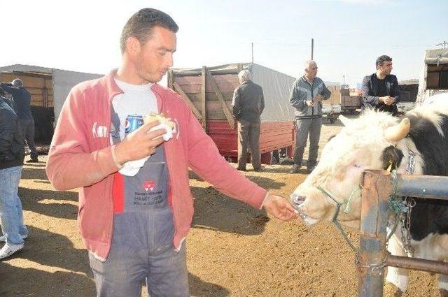 Akıllı Tosun Arda Alıcısını Bekliyor