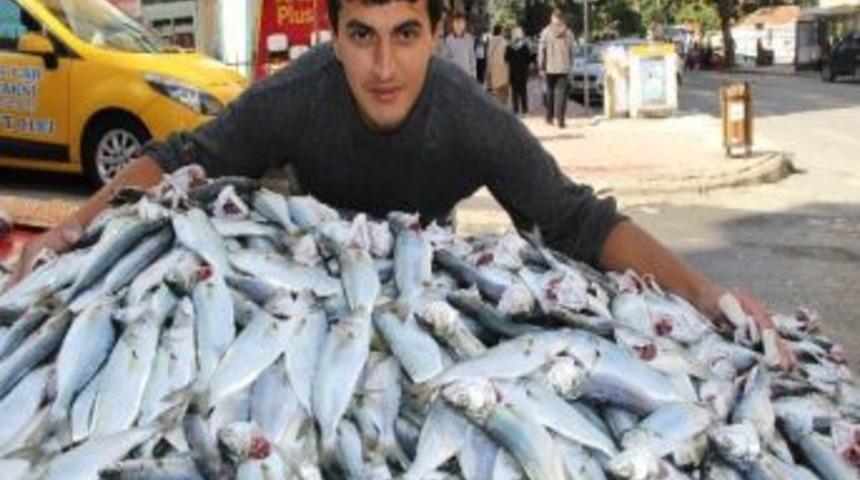 Karadeniz'de &Ccedil;inakop Bereketi