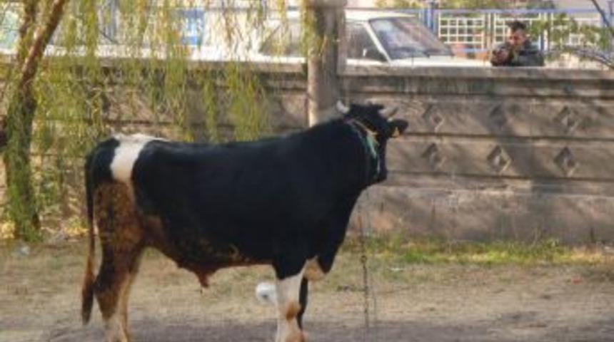 'Alo 153 Boğam Kaçtı' Hattı Vatandaşın Hizmetinde