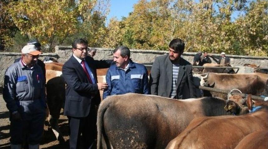 Kurban Pazarında Bayram Bereketi