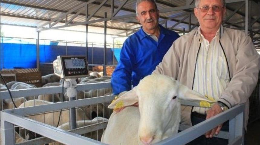 10 Taksitle Kurbanlık