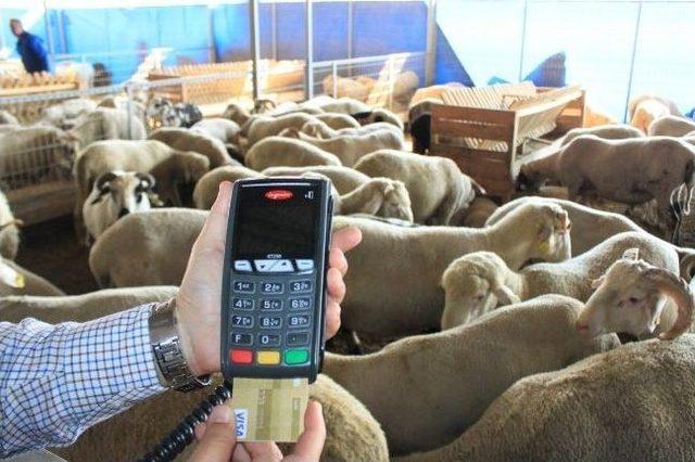 10 Taksitle Kurbanlık 1