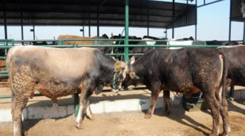 Manisa Canlı Hayvan Borsası Hareketlendi