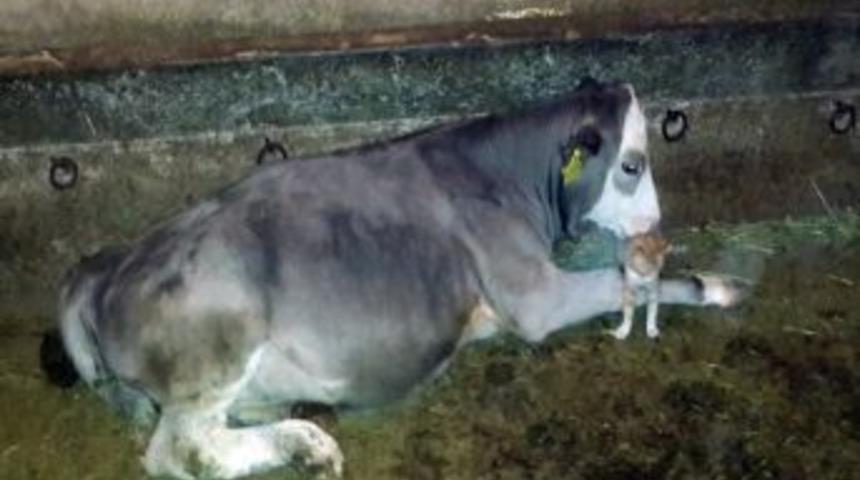 Buzağı İle Yavru Kedinin S&uuml;t Kardeşliği