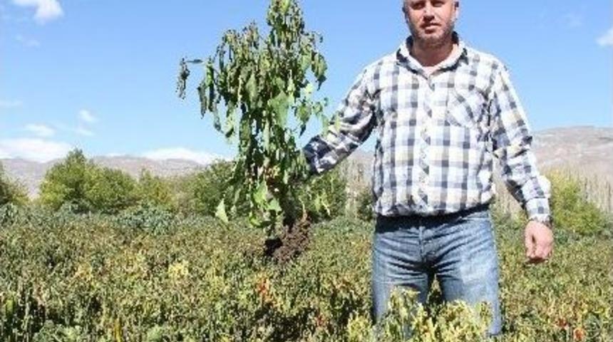 Erzincan&rsquo;daki Sebze &Uuml;reticilerini Soğuk Vurdu