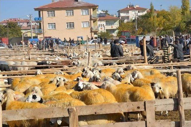 Kulu’da Kurbanlıklar Alıcılarını Bekliyor