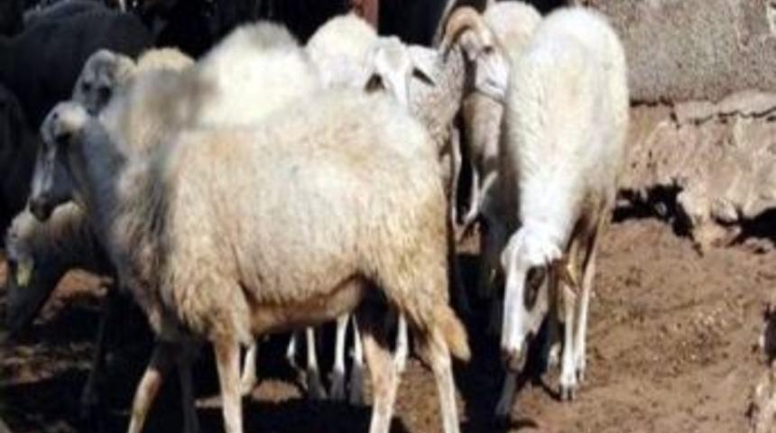 Bayramda Kist Hastlığına Dikkat