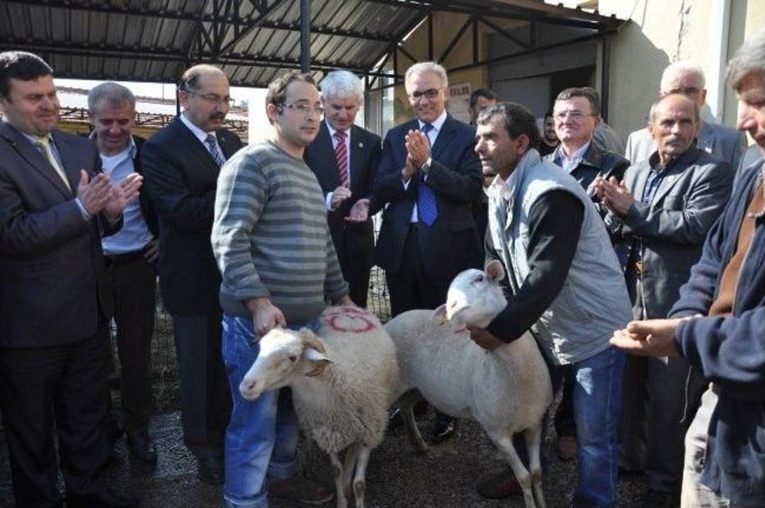 İneg&ouml;ll&uuml; &Ccedil;ift&ccedil;ilere Koyun Dağıtıldı