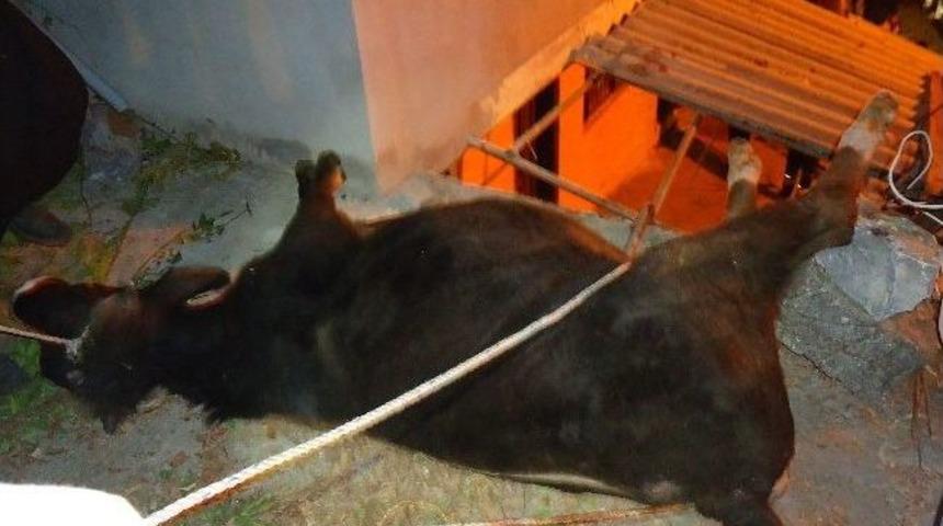 Kurbanlık Dana &Ccedil;ardağa D&uuml;şt&uuml;