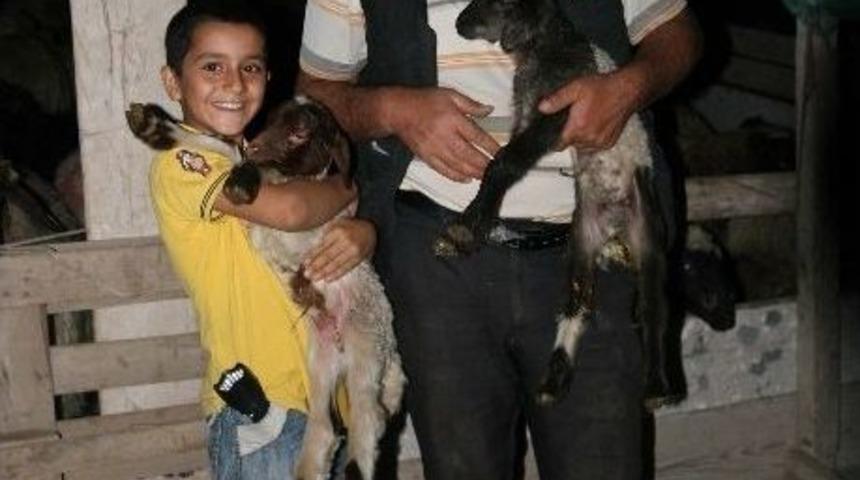 Kurbanlık Koyunları Hamile &Ccedil;ıktı