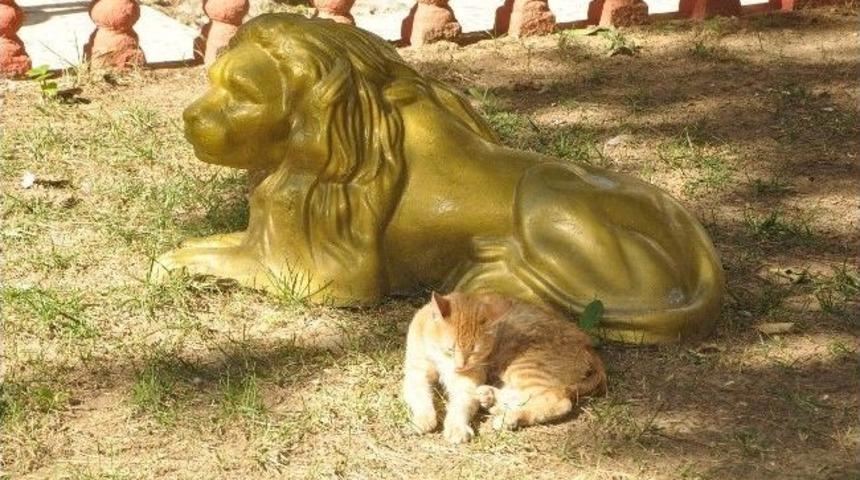 Aslan&rsquo;a &Ouml;zendi Objektiflere Poz Verdi