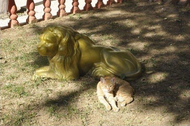 Aslan’a Özendi Objektiflere Poz Verdi