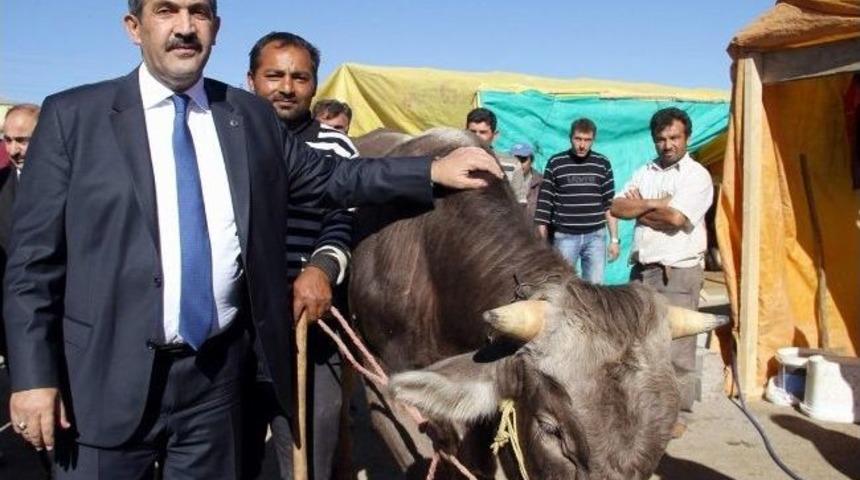 &Uuml;rg&uuml;p, Kurban Pazarını Ziyaret Etti