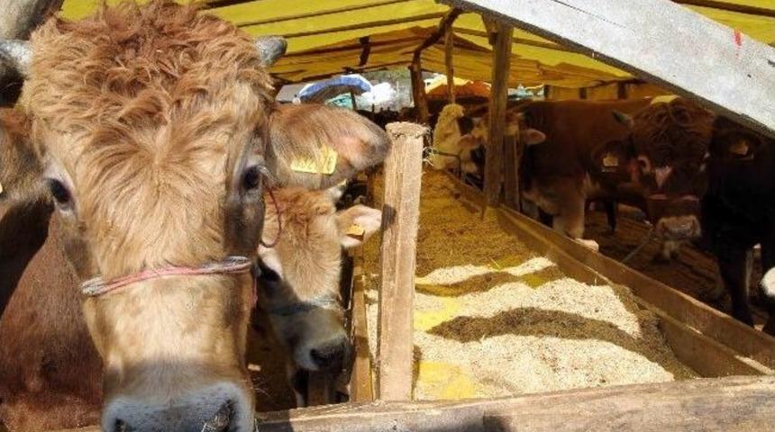 B&uuml;y&uuml;kşehir&rsquo;den Kurban Alım Ve Kesim Uyarısı