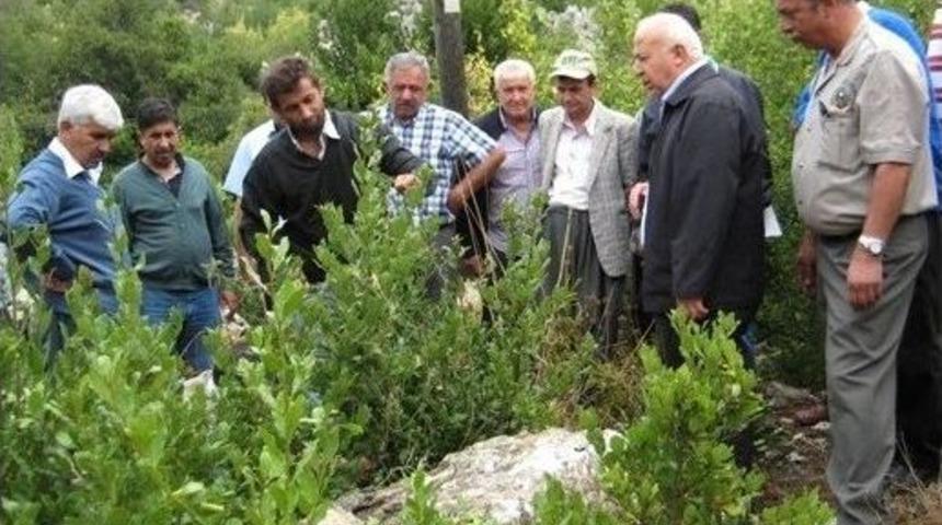 Hasat &Ouml;ncesi Eğitim