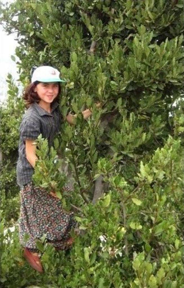 Hasat &Ouml;ncesi Eğitim 2