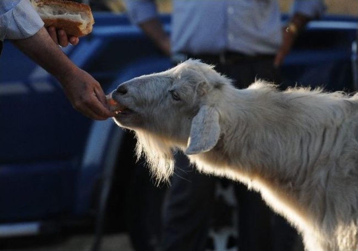 Kurt avcısı ke&ccedil;i, g&ouml;renleri şaşırtıyor