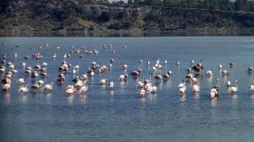 Kuş Cenneti'ne Su Takviyesinin Ardından Kuş T&uuml;rleri Gelmeye Başladı