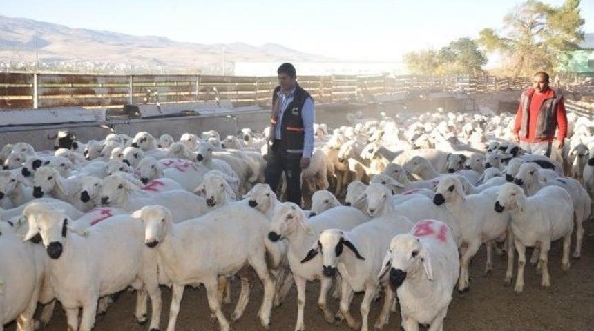 Mahkumların Yetiştirdiği Kurbanlıklar Satışa &Ccedil;ıktı