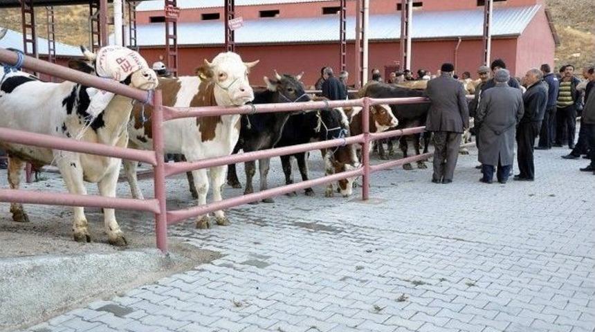 G&uuml;r&uuml;n Kurban Pazarında Hareketlilik Yaşanıyor