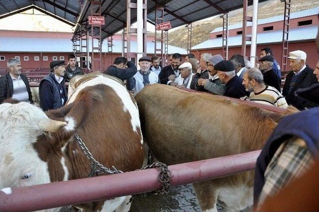 G&uuml;r&uuml;n Kurban Pazarında Hareketlilik Yaşanıyor 1