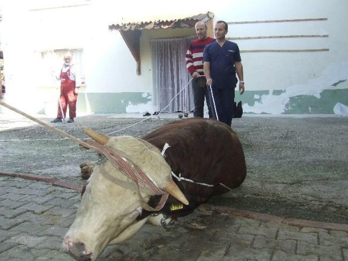 Uzmanından Kurban Yatırma Tekniği