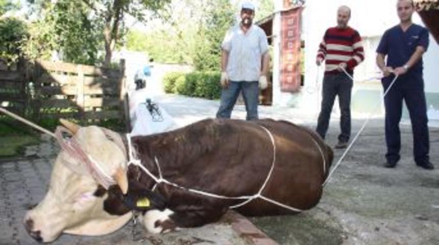 Kurbanlık Nasıl Yere Yatırılır?