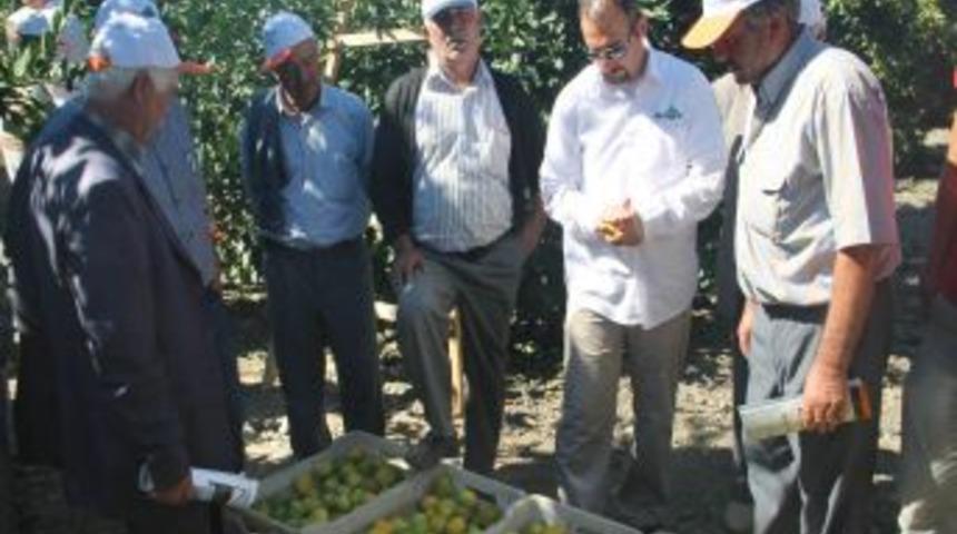 Hatay'da Satsuma Mandalinanın Hasadı Başladı