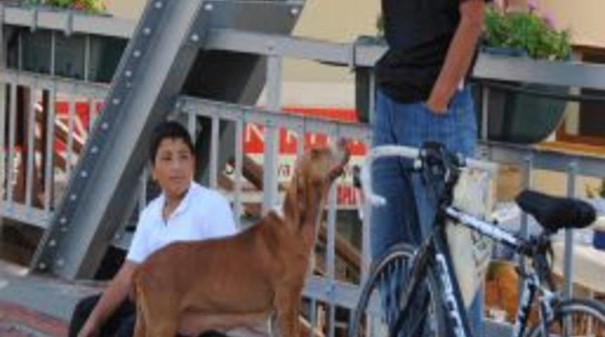 Süt Verdiği Köpek Peşini Bırakmıyor