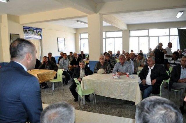 Mudanya’da 15 Bin Ton Zeytin Rekoltesi Bekleniyor