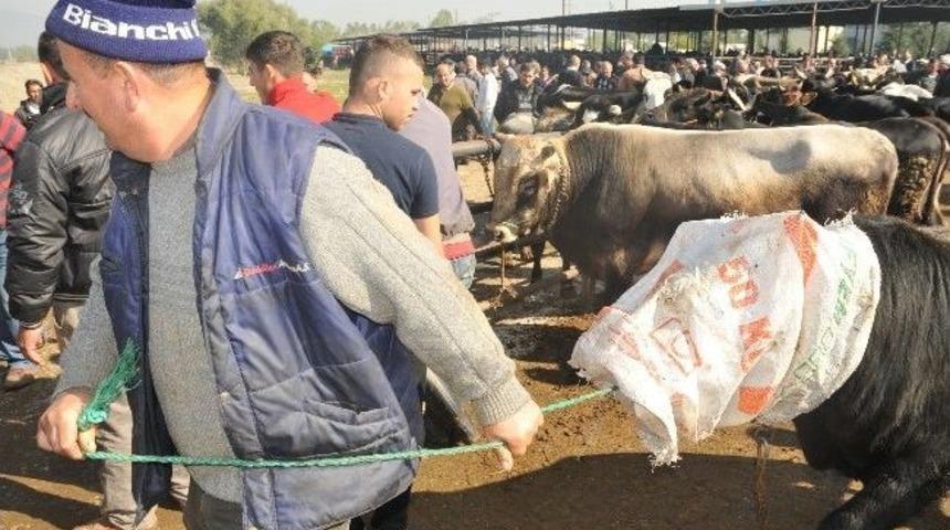Düzce’de Bayram Yaklaştı Hayvan Pazarında Haraketlilik Başladı